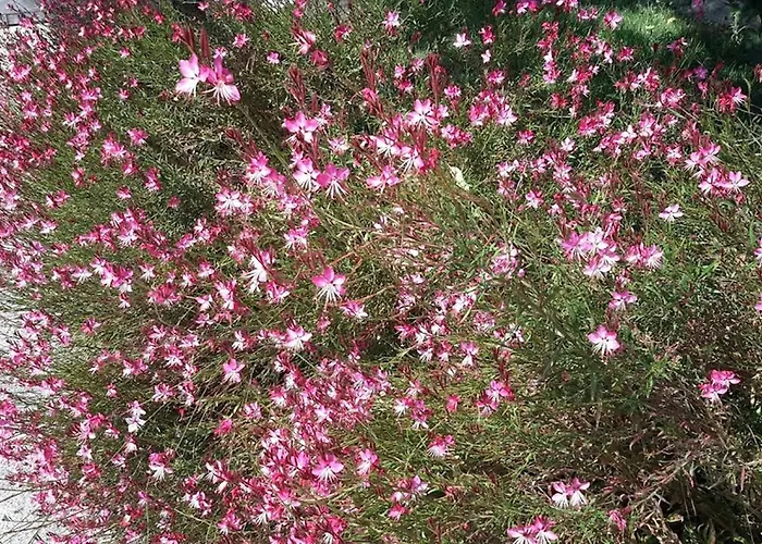 Avsa Mercan Apart موتيل Türkeli